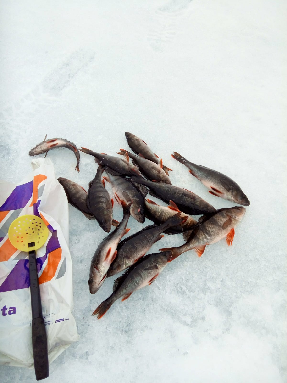 Ahvensaalis pilkkiretkellä