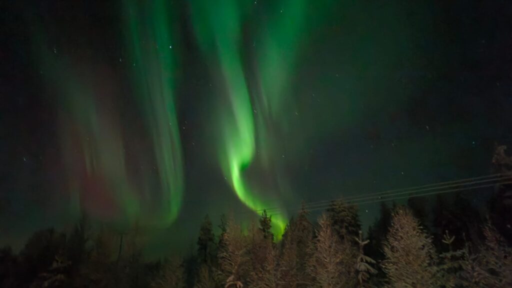 Revontulet metsämaiseman yllä Lapissa